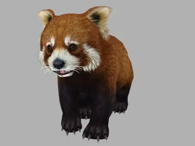 red panda racoon palm civet  Low-poly 3D model
