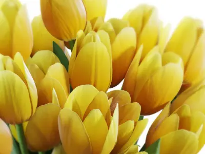 Flower Set 26 - Yellow Tulips Bouquet 3D model