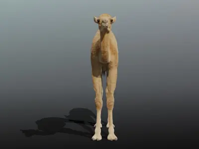 Camel Baby Fur 3D model