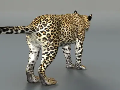 Leopard jaguar 3D model