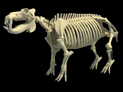 Hippopotamus Skeleton 3D model