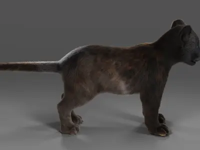 3D Fur Baby Black Panther NO Rigged in Blender Low-poly 3D model