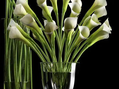 calalilly white set 3D model