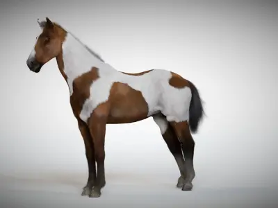 Rigged and Animated Stallion 3D model