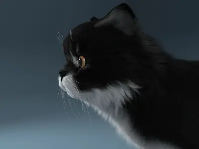 Persian cat Black and White 3D model