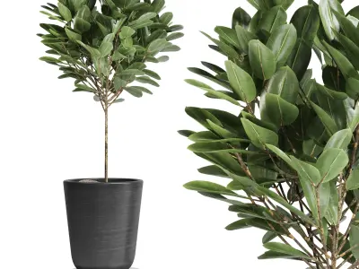 Indoor plant 24 Low-poly 3D model