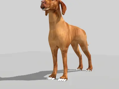 hungarian vizsla dog Low-poly 3D model