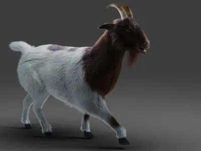 Fur Goat 03 Rigged in Blender Low-poly 3D model