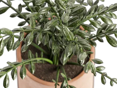 Terracotta Pot with plant 3D model