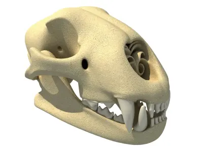 Cheetah Skull - Animal Skull 3D model