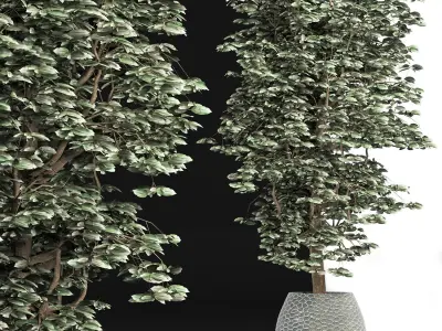 Plants Collection 152 Ligustrum 3D model