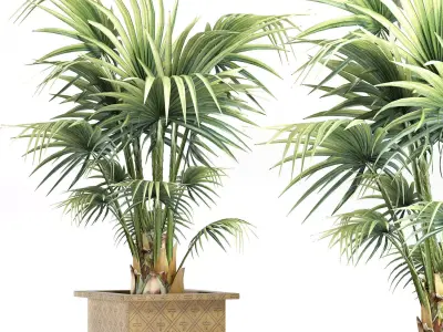 Plants Collection 165 Arabian Sabal Minor 3D model