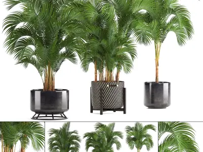Collection of decorative palms 3D model