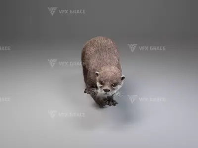 Lutra Animation  Blender 3D Model 3D model