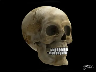 Human skull std mat 3D model
