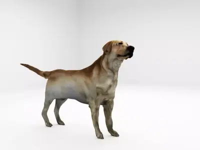 Realistic 3D Dog Model  3D model purchase