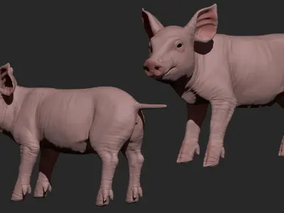 Highpoly Realistic Pig Sculpted in Zbrush 2019 3D model