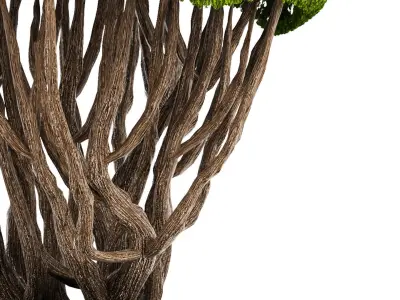Bonsai tree 3D model