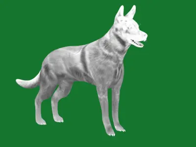 Belgian Shepherd Dog  Low-poly 3D model