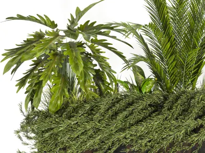 Collaction Indoor plant vol 41 3D model