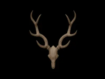 Antler deer skull 3D model