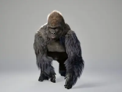 Gorilla Animated UNREAL project  Maya base rig 3D model