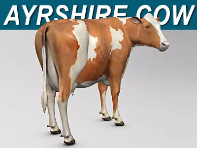 Cow Ayrshire 3D model