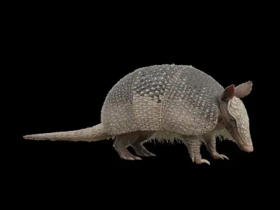 nine bands armadilo Low-poly 3D model