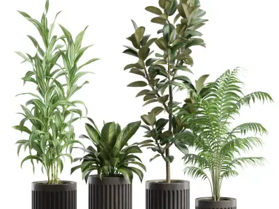 Indoor Plants Pack 89 3D model