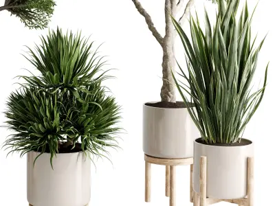 Tree Palm Dracaena in a vase ceramic - Indoor plant set 714 3D model