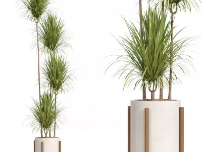 Indoor Plant 01 3D model