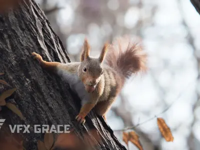 RedSquirrel Winter Animated VFX Grace 3D model