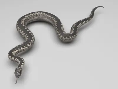 Snake 3D model