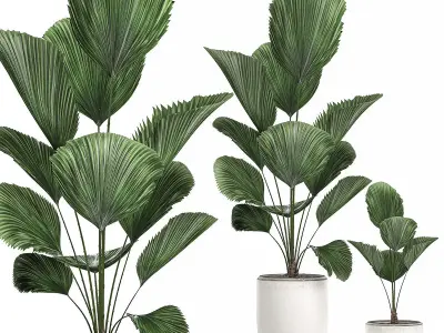 Collection of plants 32 pieces 3D model