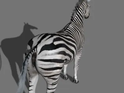 Photoreal HD Zebra - 3d model 3D model