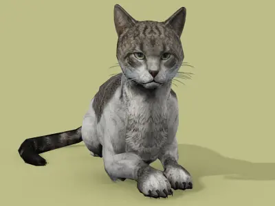 REALISTIC CAT RIGGED ANIMATED 5 Low-poly 3D model