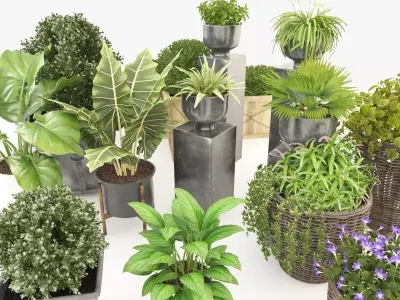 Potted Plant Collection 3D model