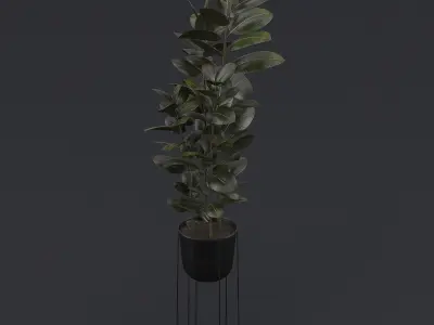 Burgundy Rubber Plant I 3D model