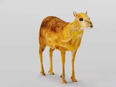 Fanged Mouse-Deer Chevrotain Animal Low-poly 3D model