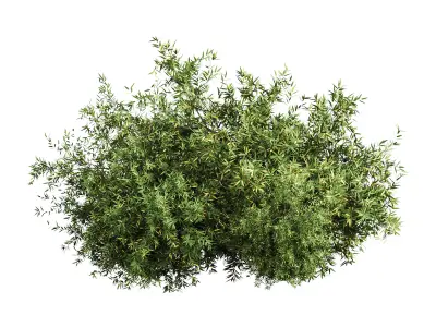 Natural Topiary Bush 3D model