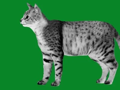 Egyptian Mau Cat Low-poly 3D model