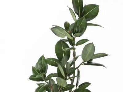 Ficus in a flowerpot for the interior 918 3D model