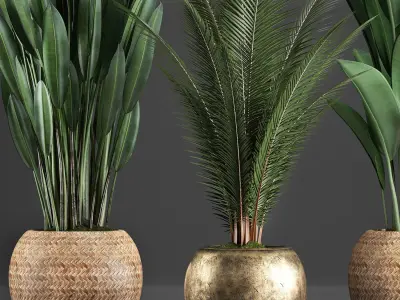 Collection Exotic plants 360 3D model