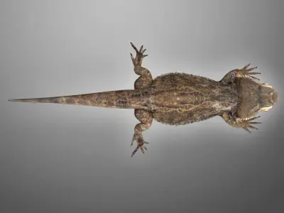 Bearded Dragon Lizard Pet 3D model