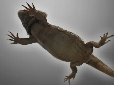 Bearded Dragon Lizard Pet 3D model
