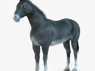 Donkey two donkeys 3D model