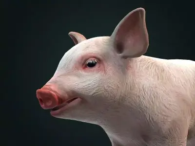 Pig Piglet model 3D model