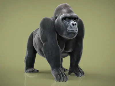GORILLA Low-poly 3D model order