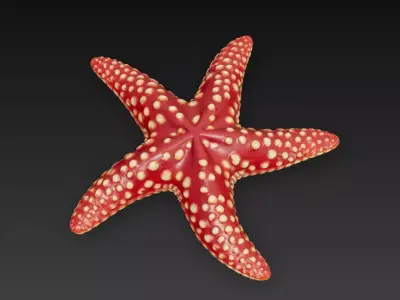 Starfish Realistic 3D Model Basic - Low Poly Realistic Low-poly 3D model