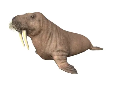 Walrus Low-poly 3D model